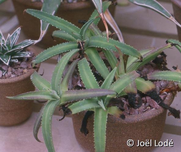 Agave nizandensis b